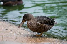 Löffelente (4 von 8).jpg